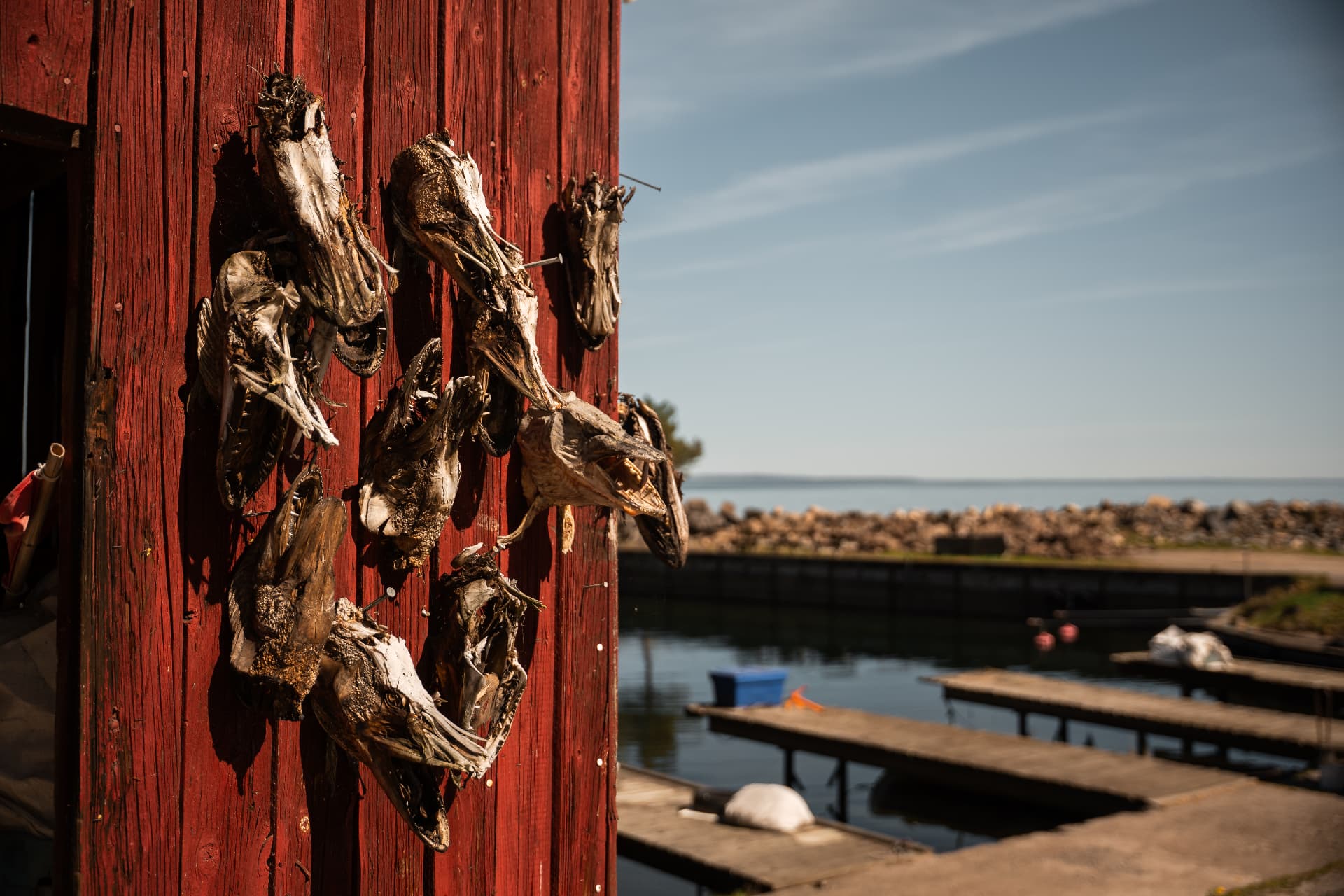 Torkade gäddhuvuden på en faluröd väg